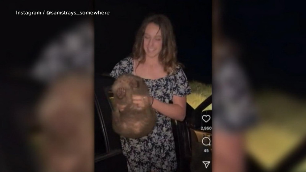 WATCH:  Influencer under fire for picking up wild baby wombat