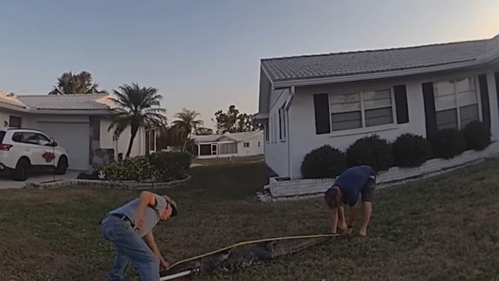 Video Cop delivers pizza when delivery driver sees 8-foot gator hiding under customer’s car